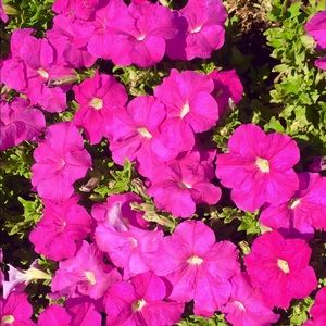 Meet your Posher, Alisandra